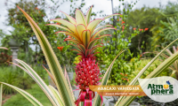 abacaxi-variegata-ananas-bracteatus-tricolor-site-03