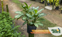 aglaonema-cinza-aglaonema-commutatum-silver-queen-site-02