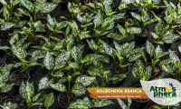 aglaonema-branca-aglaonema-commutatum-snow-white-site-04