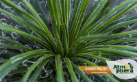 agave-palito-agave-geminiflora-site-04