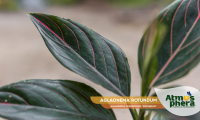 aglaonema-rotundum-aglaonema-commutatum-rotundum-site-02