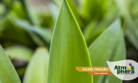 agave-dragao-agave-attenuata-site-05