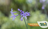 alho-social-tulbaghia-violacea-site-04