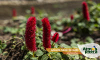 acalifa-rabo-de-gato-acalypha-reptans-site-03