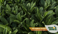 aglaonema-queen-aglaonema-commutatum-queen-site-02