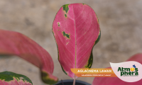 aglaonema-lawan-aglaonema-commutatum-lawan-site-05