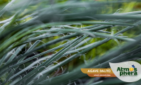 agave-palito-agave-geminiflora-site-05