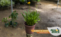 alegria-de-jardim-coreopsis-lanceolata-site-02