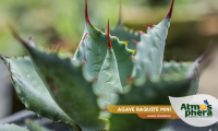 agave-raquete-mini-agave-isthmensis-site-03