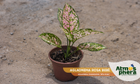 aglaonema-rosa-bebe-aglaonema-commutatum-etta-rose-site-01