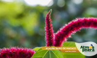 acalifa-rabo-de-macaco-acalypha-hispida-site-04