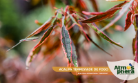 acalifa-tempestade-de-fogo-acalypha-godseffiana-firestorm-site-05