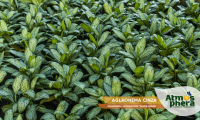 aglaonema-cinza-aglaonema-commutatum-silver-queen-site-04