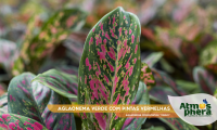 aglaonema-verde-com-pintas-vermelhas-aglaonema-commutatum-venus-site-04