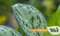 aglaonema-cinza-aglaonema-commutatum-silver-queen-site-07