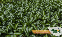 aglaonema-prata-aglaonema-commutatum-pataya-site-02