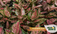 aglaonema-rosa-aglaonema-commutatum-lady-valentine-site-02