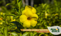 alamanda-amarela-trepadeira-allamanda-cathartica-site-04