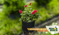 acalifa-rabo-de-gato-acalypha-reptans-site-01