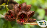 acafrao-vermelho-bixa-orellana-site-04