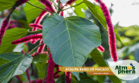 acalifa-rabo-de-macaco-acalypha-hispida-site-05