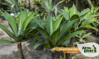 agave-dragao-agave-attenuata-site-03