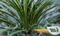 agave-palito-agave-geminiflora-site-03