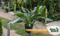 aglaonema-prata-lanca-aglaonema-commutatum-silver-bay-site-02