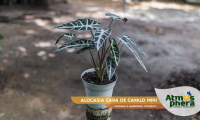 alocasia-cara-de-cavalo-mini-alocasia-x-amazonica-piccolini-site-02