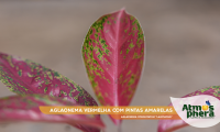 aglaonema-vermelha-com-pintas-amarelas-aglaonema-commutatum-lainthong-site-03