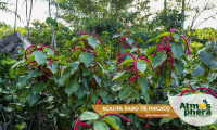 acalifa-rabo-de-macaco-acalypha-hispida-site-02