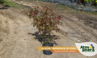 acalifa-tempestade-de-fogo-acalypha-godseffiana-firestorm-site-01