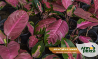 aglaonema-lawan-aglaonema-commutatum-lawan-site-03