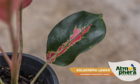 aglaonema-lawan-aglaonema-commutatum-lawan-site-04