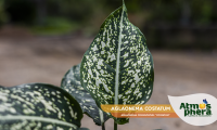 aglaonema-costatum-aglaonema-commutatum-costatum-site-02