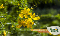 acacia-baianinha-senna-polyphylla-site-04