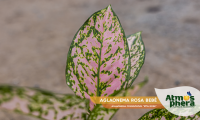 aglaonema-rosa-bebe-aglaonema-commutatum-etta-rose-site-03