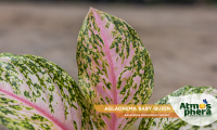 aglaonema-baby-queen-aglaonema-commutatum-widuri-site-03