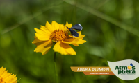 alegria-de-jardim-coreopsis-lanceolata-site-07