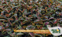 aglaonema-verde-com-pintas-vermelhas-aglaonema-commutatum-venus-site-02