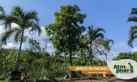 abrico-de-macaco-couroupita-guianensis-site-01