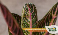 aglaonema-black-sumatra-aglaonema-commutatum-black-sumatra-site-03