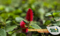 acalifa-rabo-de-gato-acalypha-reptans-site-04