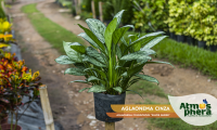 aglaonema-cinza-aglaonema-commutatum-silver-queen-site-03