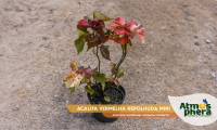 acalifa-vermelha-repolhuda-mini-acalypha-wilkesiana-mosaica-compacta-site-01