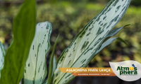 aglaonema-prata-lanca-aglaonema-commutatum-silver-bay-site-04