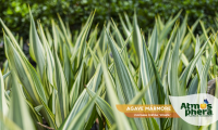 agave-marmore-furcraea-foetida-striata-site-02