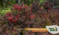 acalifa-brasas-de-fogo-acalypha-wilkesiana-inferno-site-02