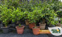 acerola-malpighia-emarginata-site-01