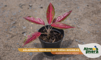 aglaonema-vermelha-com-pintas-amarelas-aglaonema-commutatum-lainthong-site-01